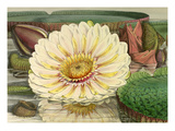 Plate III Giclee Print by Walter Hood Fitch
