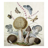 Plate XLIX Giclee Print by Thomas the Elder Robins