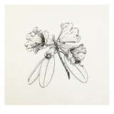 Rhododendron hybrid Giclee Print by Graham Stuart Thomas