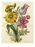 Plate 5 Giclee Print by Nicolas Robert