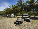 Aldabra Giant Tortoise (Aldabrachelys Elephantina) in a Botanical Garden, Curieuse Island, Seych... Photographic Print by  Green Light Collection