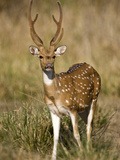 Spotted Deer (Axis Axis) in a Forest, Bandhavgarh National Park, Umaria District, Madhya Pradesh... Photographic Print by  Green Light Collection