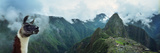 Alpaca (Vicugna Pacos) with an Archaeological Site in the Background, Inca Ruins, Machu Picchu, ... Fotografie-Druck von Panoramic Images 