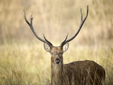 Close-Up of a Swamp Deer (Rucervus Duvaucelii), Kanha National Park, Madhya Pradesh, India Photographic Print by  Green Light Collection