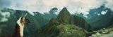 Alpaca (Vicugna Pacos) on a Mountain with an Archaeological Site in the Background, Inca Ruins, ... Photographie par Panoramic Images 