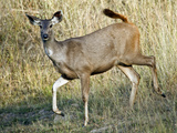Sambar (Cervus Unicolor) Running in a Forest, Bandhavgarh National Park, Umaria District, Madhya... Photographic Print by  Green Light Collection