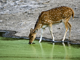 Spotted Deer (Axis Axis) Drinking Water from a Lake, Bandhavgarh National Park, Umaria District,... Photographic Print by  Green Light Collection