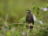 Snail Kite (Rostrhamus Sociabilis) Perching on a Branch, Three Brothers River, Meeting of the Wa... Photographie par  Green Light Collection