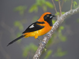 Orange-Backed Troupial (Icterus Croconotus) Perching on a Branch, Three Brothers River, Meeting ... Photographie par  Green Light Collection