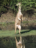 Sambar (Cervus Unicolor) Rearing Up on Hind Legs at Lakeside, Keoladeo National Park, Rajasthan,... Photographic Print by  Green Light Collection
