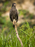Snail Kite (Rostrhamus Sociabilis) Perching on a Tree Stump, Three Brothers River, Meeting of Th... Photographie par  Green Light Collection