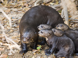 Giant Otter (Pteronura Brasiliensis) with its Cubs, Three Brothers River, Meeting of the Waters ... Photographic Print by  Green Light Collection