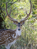 Spotted Deer (Axis Axis) in a Forest, Kanha National Park, Madhya Pradesh, India Photographic Print by  Green Light Collection