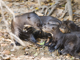 Giant Otter (Pteronura Brasiliensis) with its Cubs, Three Brothers River, Meeting of the Waters ... Photographic Print by  Green Light Collection