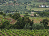 Vines in a Vineyard, Jerzu, Ogliastra, Sardinia, Italy Photographic Print by  Green Light Collection
