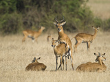Ugandan Kobs (Kobus Kob Thomasi) Mating Behavior Sequence, Queen Elizabeth National Park, Uganda Photographic Print by  Green Light Collection