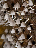 Close-Up of Mushrooms, Madagascar Photographic Print