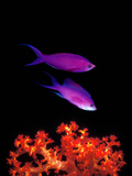 Purple Anthias (Pseudanthias Tuka) Swimming Underwater Photographic Print