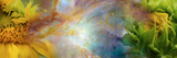 Two Sunflowers with Gaseous Nebula Photographic Print by Panoramic Images 