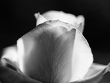 Close-Up of a Rose, Beverly Hills, Los Angeles County, California, USA Photographic Print