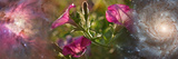 Close-Up of Flowers and Universe Photographic Print by Panoramic Images 