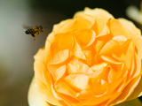 Bee Hovering over a Yellow Rose, Beverly Hills, Los Angeles County, California, USA Photographic Print