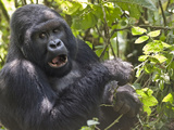 Mountain Gorilla (Gorilla Beringei Beringei) in Forest, Rwanda Photographic Print