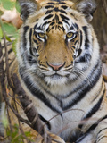 Bengal Tiger (Panthera Tigris Tigris) in a Forest, India Photographic Print
