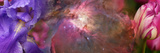 Close-Up of Galaxy with Iris and Tulips Flowers Photographic Print by Panoramic Images 
