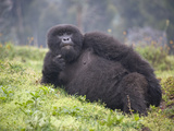Mountain Gorilla (Gorilla Beringei Beringei) Relaxing in a Forest, Rwanda Photographic Print