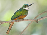 Rufous-Tailed Jacamar (Galbula Ruficauda) Perching on a Twig, Brazil Photographic Print
