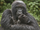 Mountain Gorilla (Gorilla Beringei Beringei) with its Young, Rwanda Photographic Print