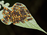 Close-Up of Larva on a Leaf, Madagascar Photographic Print