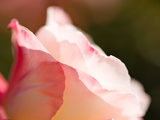 Close-Up of a Red Rose, Beverly Hills, Los Angeles County, California, USA Photographic Print