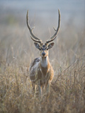 Spotted Deer (Axis Axis) in a Forest, India Photographic Print