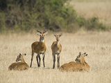 Ugandan Kobs (Kobus Kob Thomasi) Mating Behavior Sequence, Queen Elizabeth National Park, Uganda Photographic Print by  Green Light Collection
