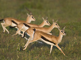 Thomson's Gazelle (Eudorcas Thomsonii) Running on the Grass, Tanzania Photographie
