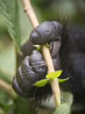 Close-Up of a Mountain Gorilla (Gorilla Beringei Beringei) Hand Holding a Plant, Rwanda Photographic Print