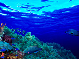 Underwater View of Longfin Bannerfish (Heniochus Acuminatus) with Red Firefish (Nemateleotris Ma... Photographic Print by Panoramic Images 