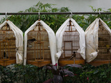 Birds in Cages for Sale at a Bird Market, Yuen Po Street Bird Garden, Mong Kok, Kowloon, Hong Kong Photographic Print