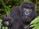 Close-Up of a Mountain Gorilla (Gorilla Beringei Beringei) with its Young One, Rwanda Photographic Print