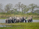 Asian Elephants (Elephas Maximus) at the Riverside, India Photographic Print