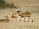 Ugandan Kobs (Kobus Kob Thomasi) Mating Behavior Sequence, Queen Elizabeth National Park, Uganda Photographic Print by  Green Light Collection