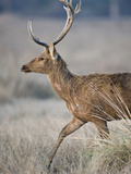 Close-Up of a Swamp Deer (Rucervus Duvaucelii) in a Forest, India Photographic Print