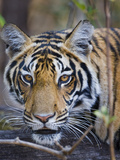 Bengal Tiger (Panthera Tigris Tigris) in a Forest, India Photographic Print