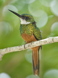 Rufous-Tailed Jacamar (Galbula Ruficauda) Perching on a Twig, Brazil Photographic Print