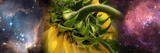 Sunflower in the Hubble Cosmos Photographic Print by Panoramic Images 