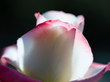 Close-Up of a Pink and White Rose, Beverly Hills, Los Angeles County, California, USA Photographic Print