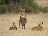 Ugandan Kobs (Kobus Kob Thomasi) Mating Behavior Sequence, Queen Elizabeth National Park, Uganda Photographic Print by  Green Light Collection