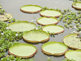 Giant Water Lilies in a Pond, Brazil Photographic Print